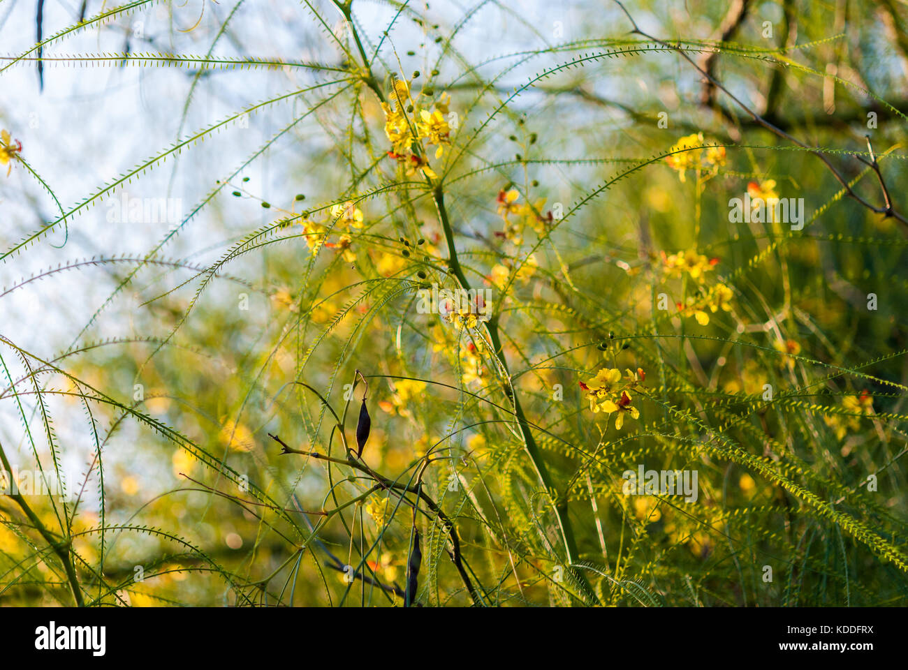 Desert Museum Palo Verde tree branches with flowers close-up Stock Photo