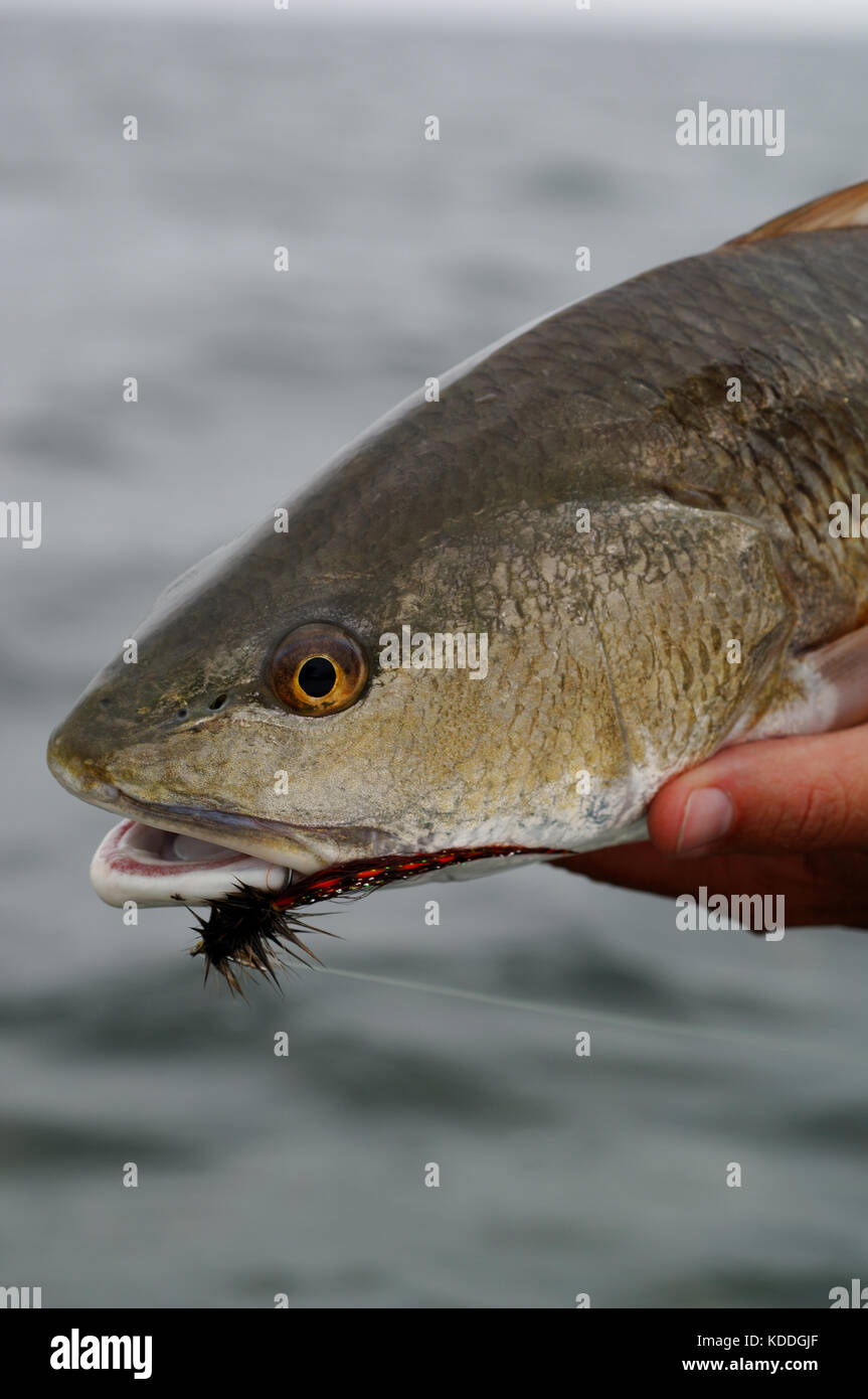 A redfish or red drum caught while fly fishing in the Laguna Madre of