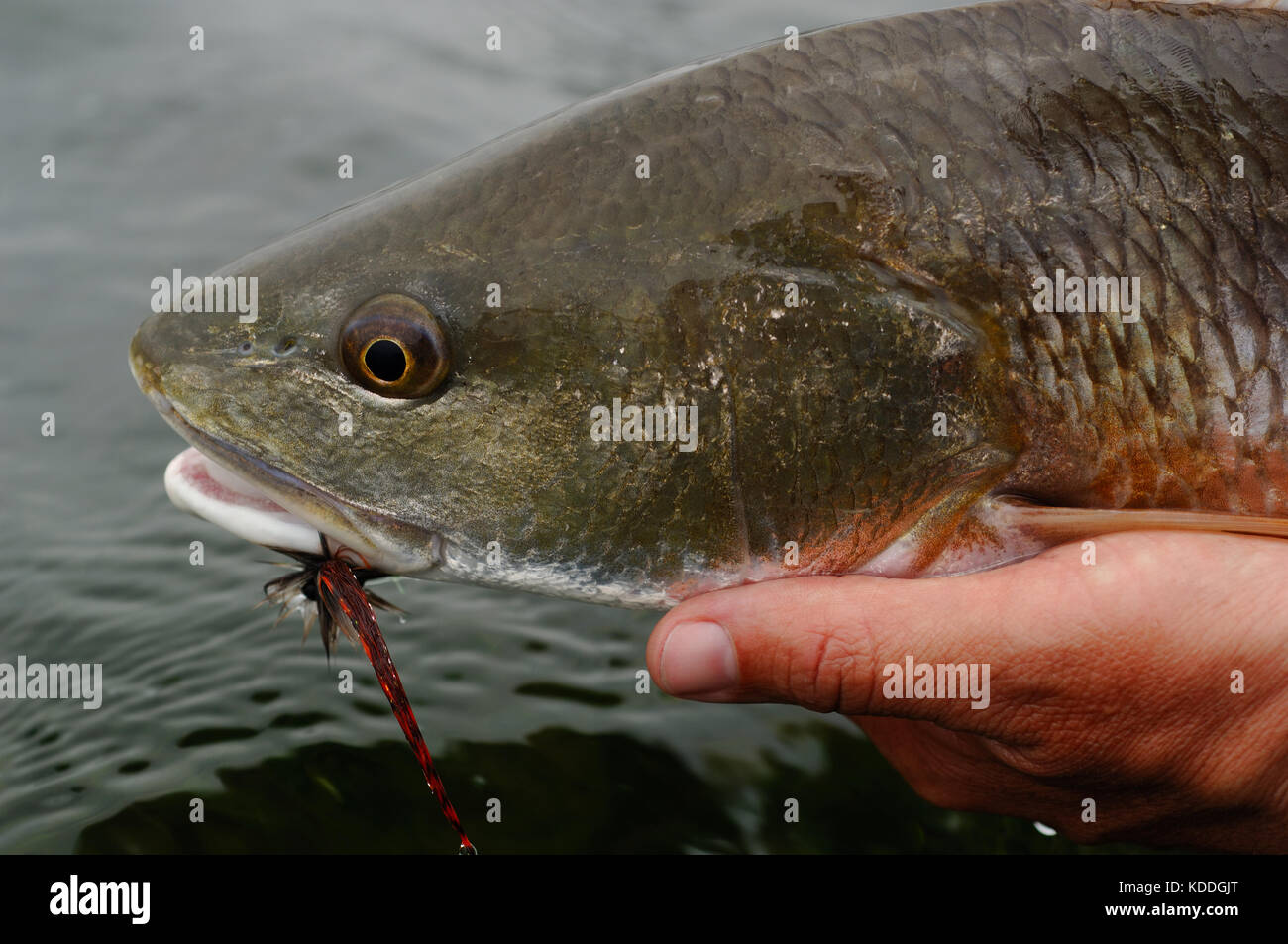 A redfish or red drum caught while fly fishing in the Laguna Madre of South Texas Stock Photo