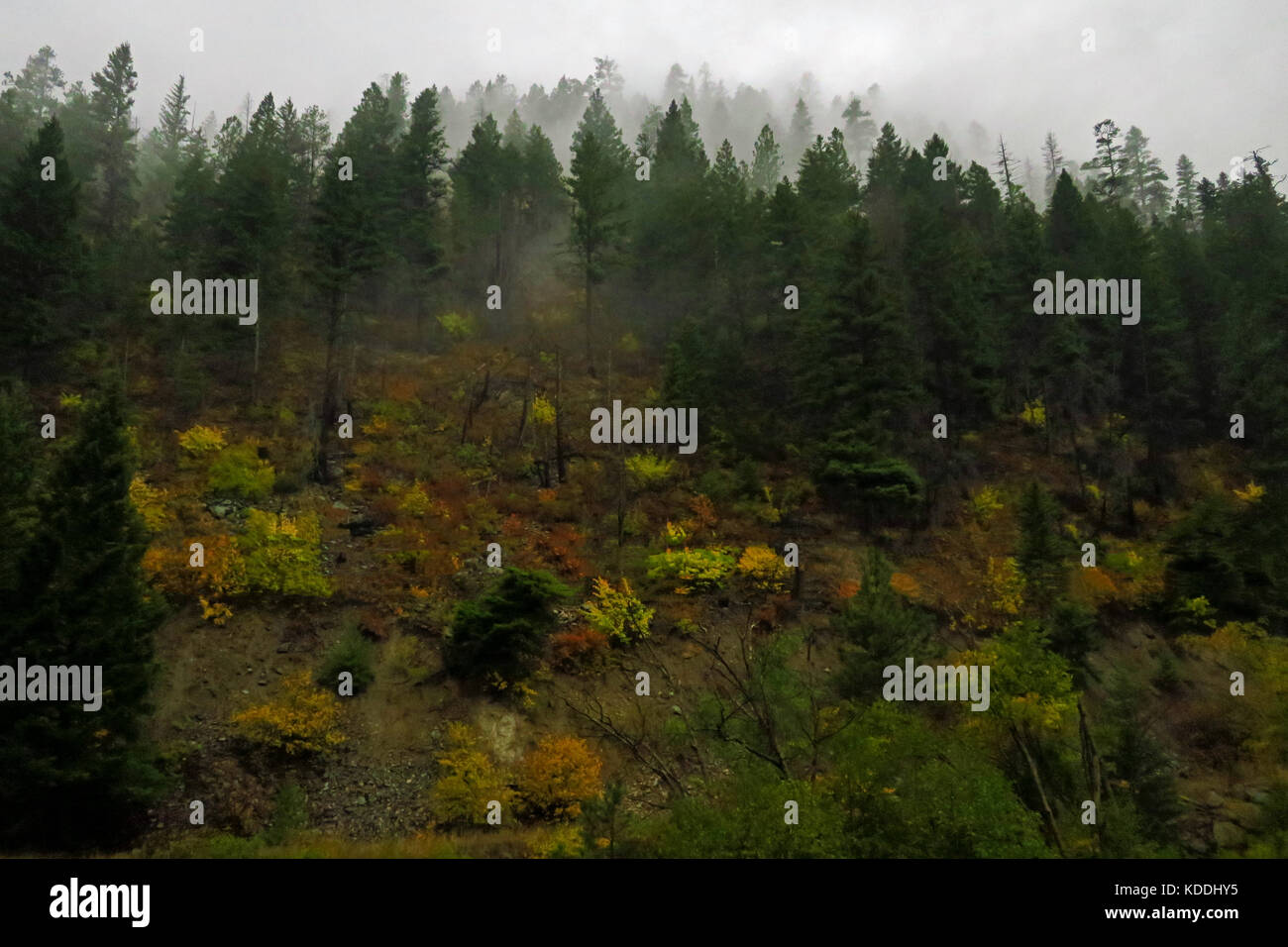 A pine tree forest shrouded by early morning fog Stock Photo - Alamy