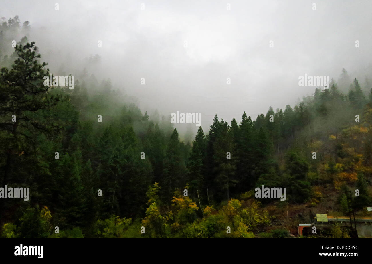 A pine tree forest shrouded by early morning fog Stock Photo - Alamy