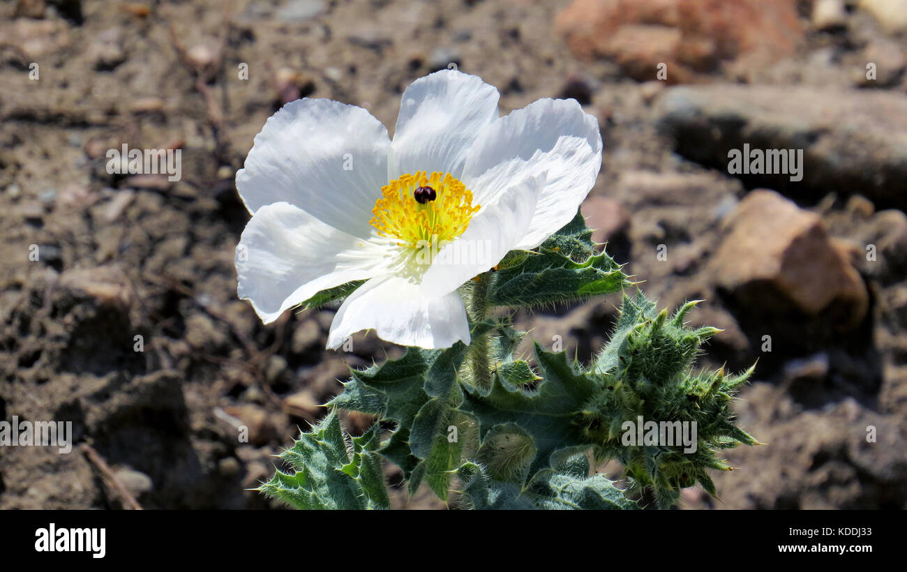 A white sego lily on rocky ground. Stock Photo