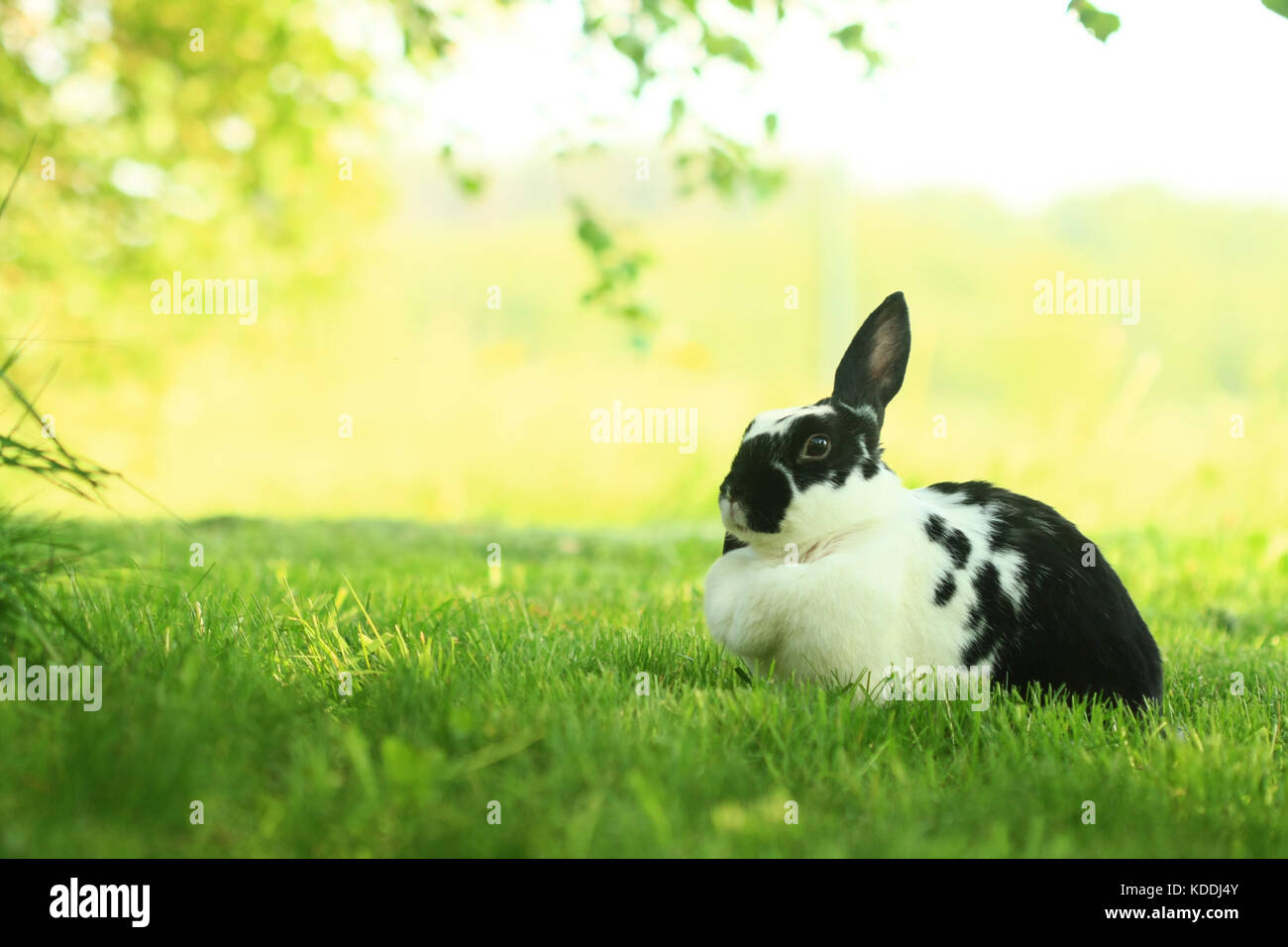 Rabbit on the green and yellow grass Stock Photo