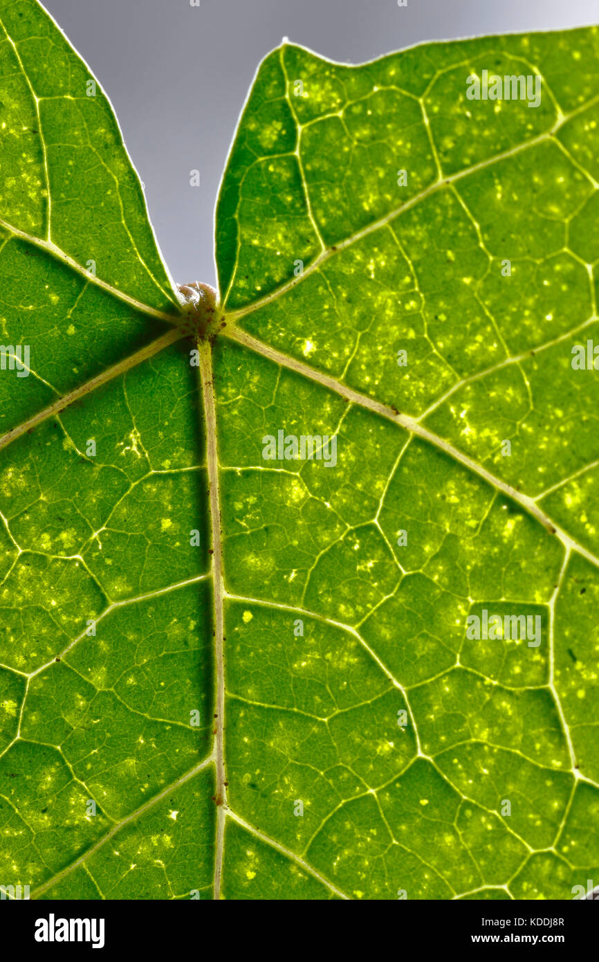 Papaya leaf detail Stock Photo Alamy