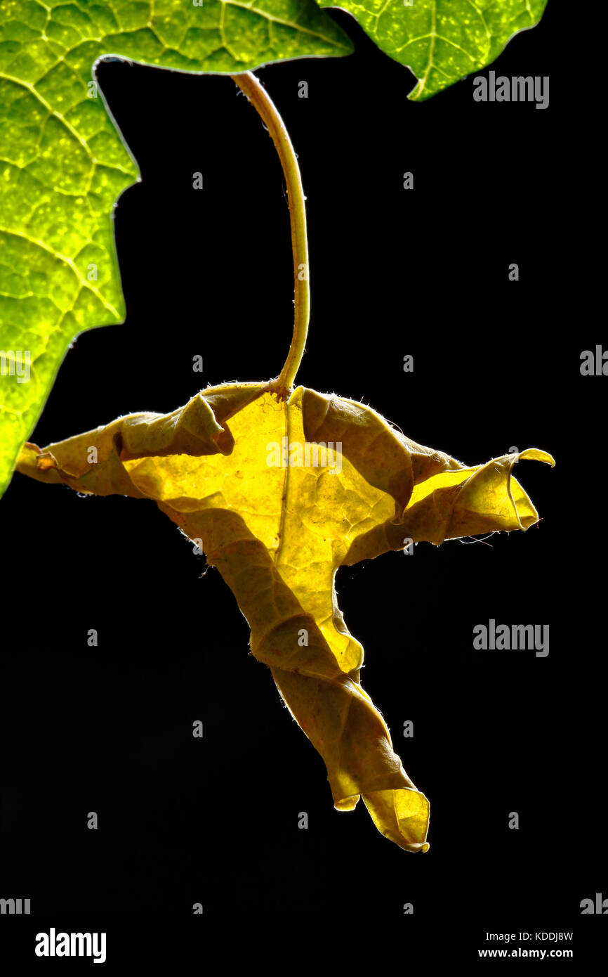 Detail of dried papaya leaf Stock Photo Alamy