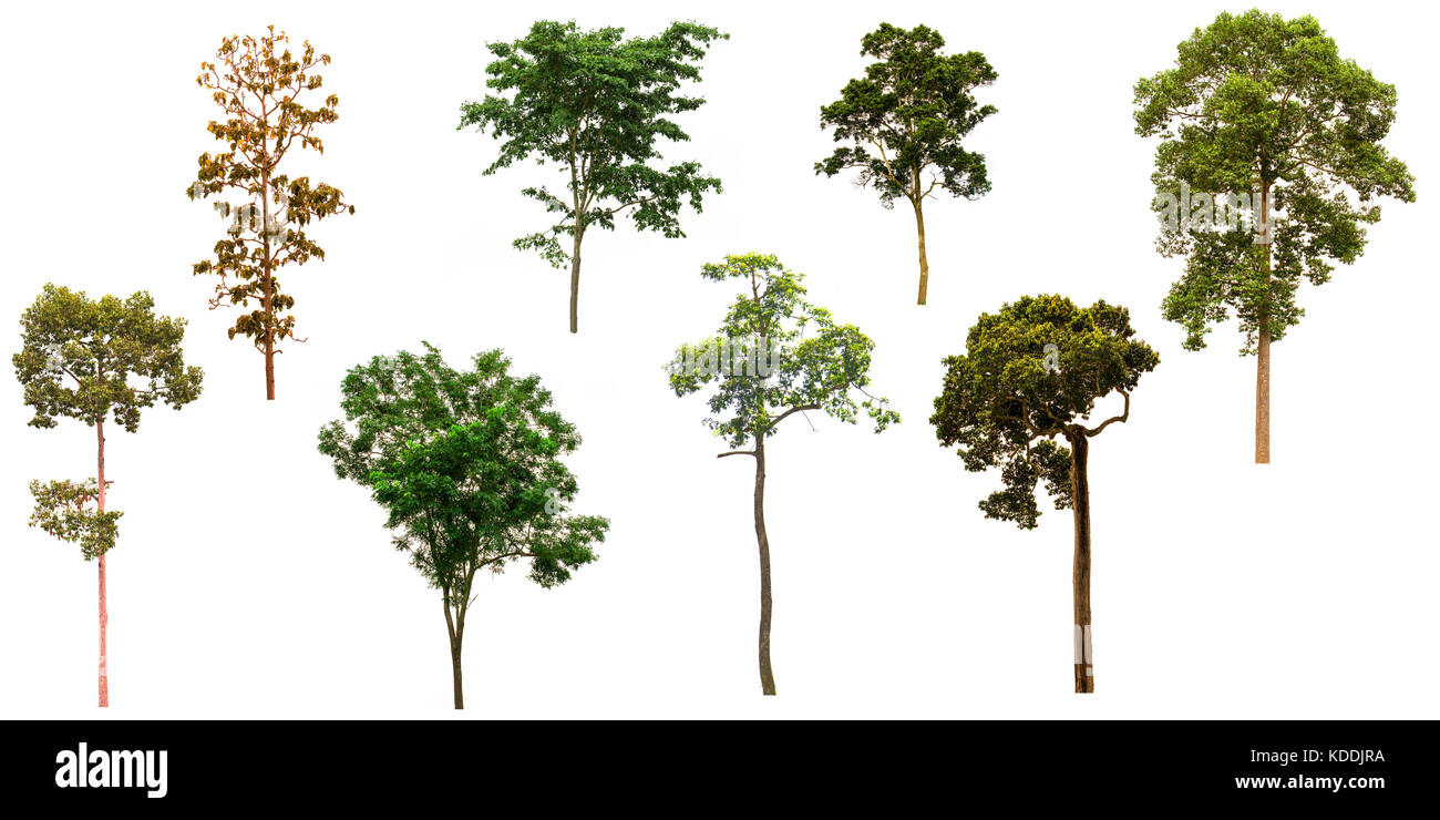set of green trees isolated on white background, used for background ...