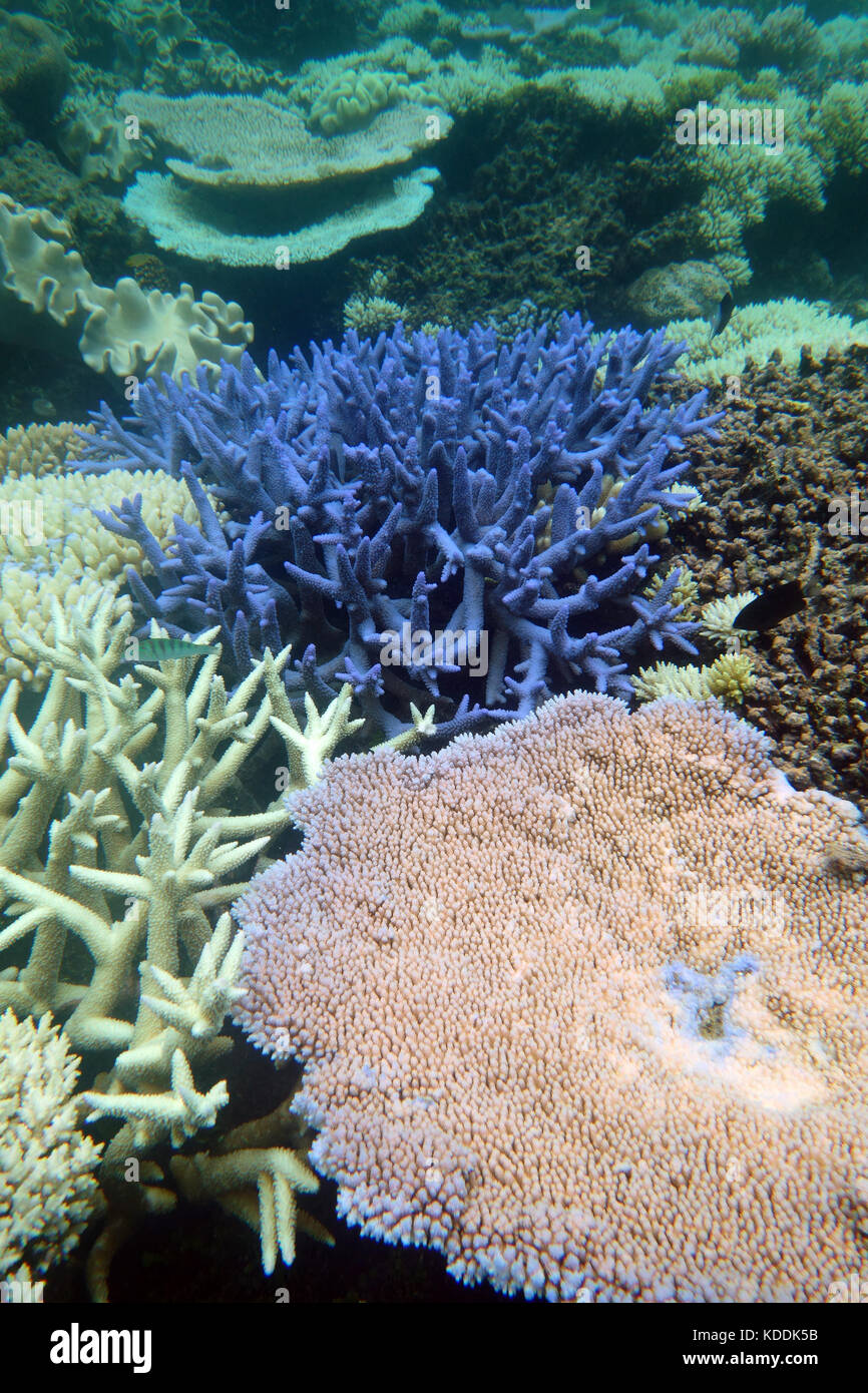 Bleaching Acropora corals, Great Barrier Reef, Queensland, Australia, March 2017 Stock Photo
