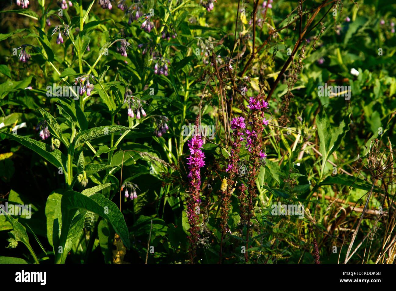 Wild orchids in the hedgerow Stock Photo