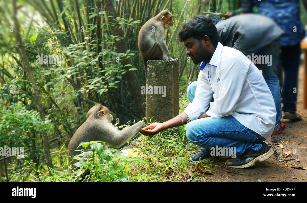 Young man feeding a monkey Stock Photo