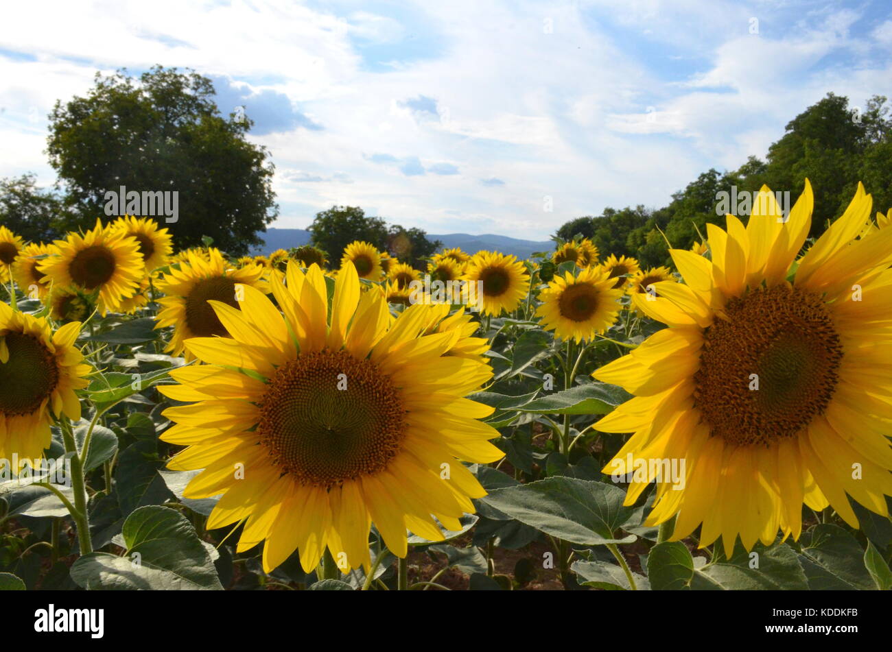 Sunflowers in a summer field. Bright yellow sunflower heads Stock Photo ...