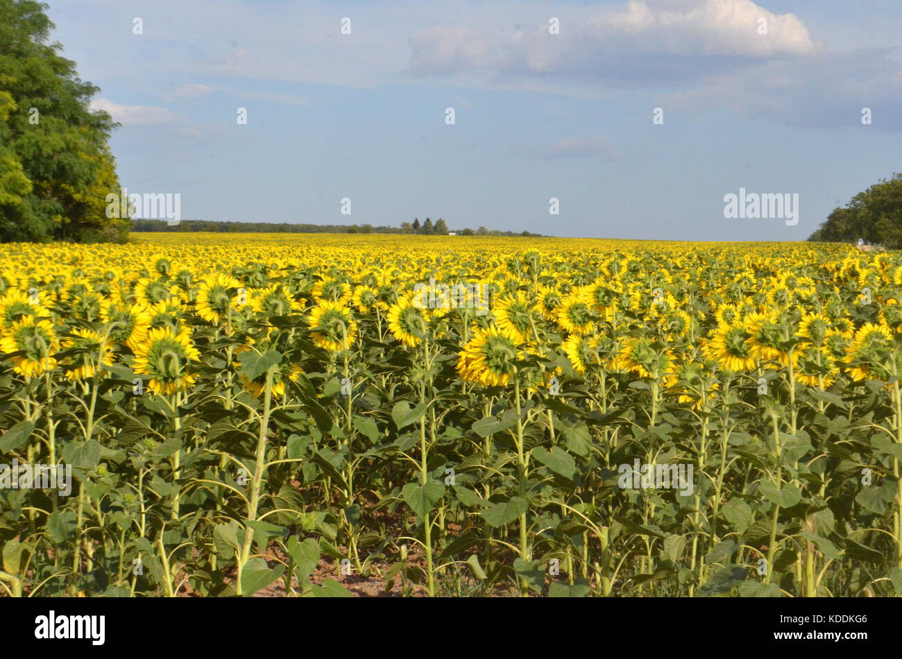 Sunflowers in a summer field. Bright yellow sunflower heads Stock Photo ...