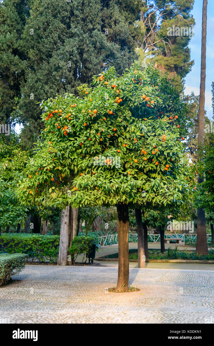 Jardin Jnan Sbil, Royal Garden. Gardens Jinan was founded in the 18th century by Sultan Moulay Abdellah. Fes. Morroco Stock Photo