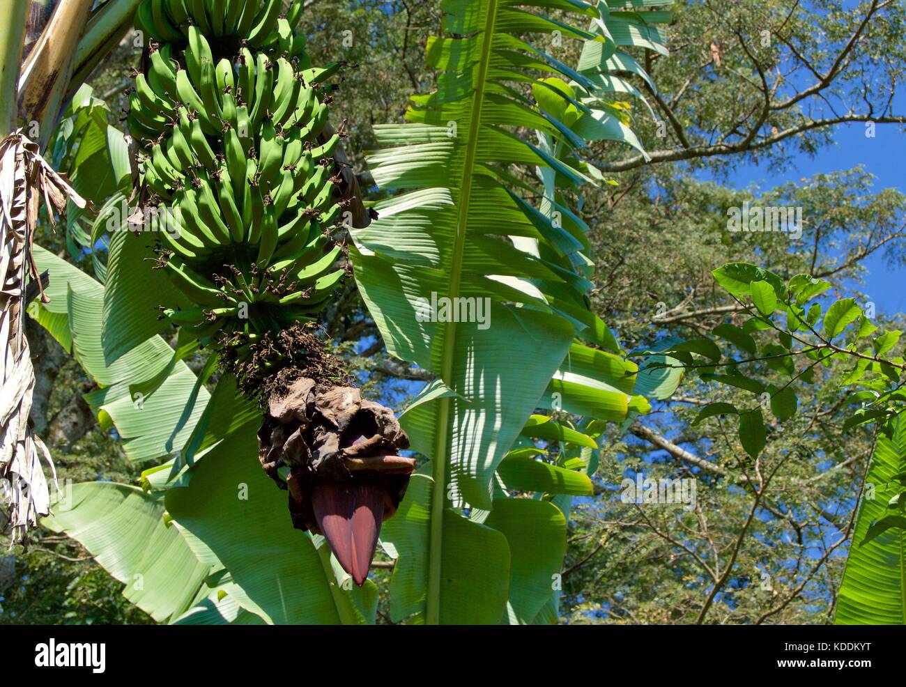 Banana tree, Kilimanjaro Region, Tanzania Stock Photo