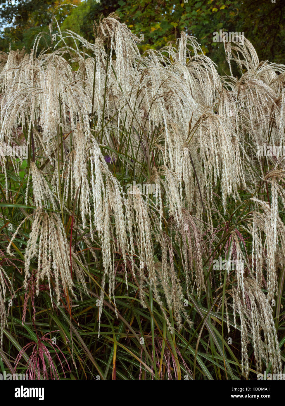 Miscanthus sinensis cascade Chinese silver grass Stock Photo Alamy