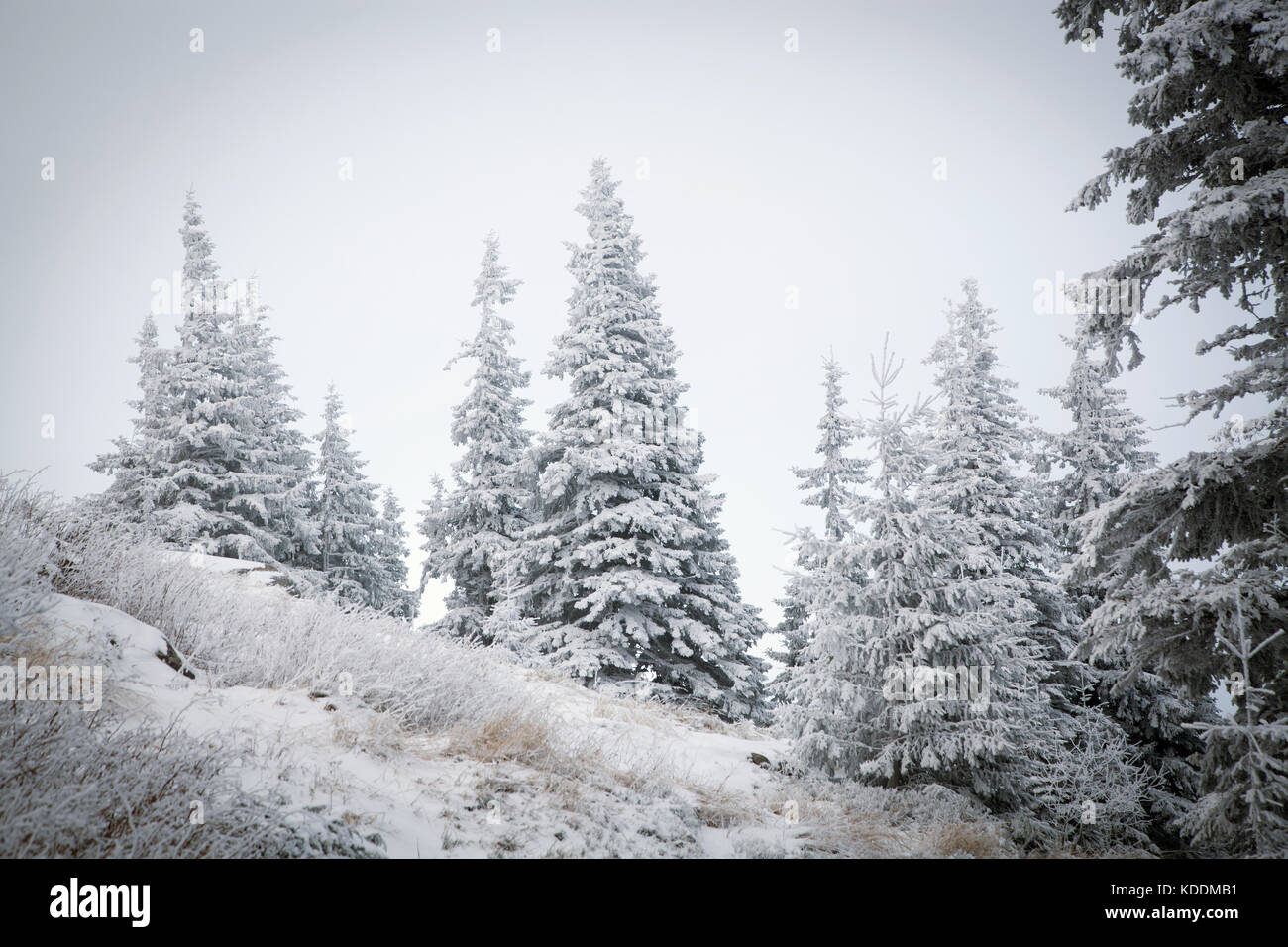 winter landscape with snowy fir trees in the mountains Stock Photo - Alamy