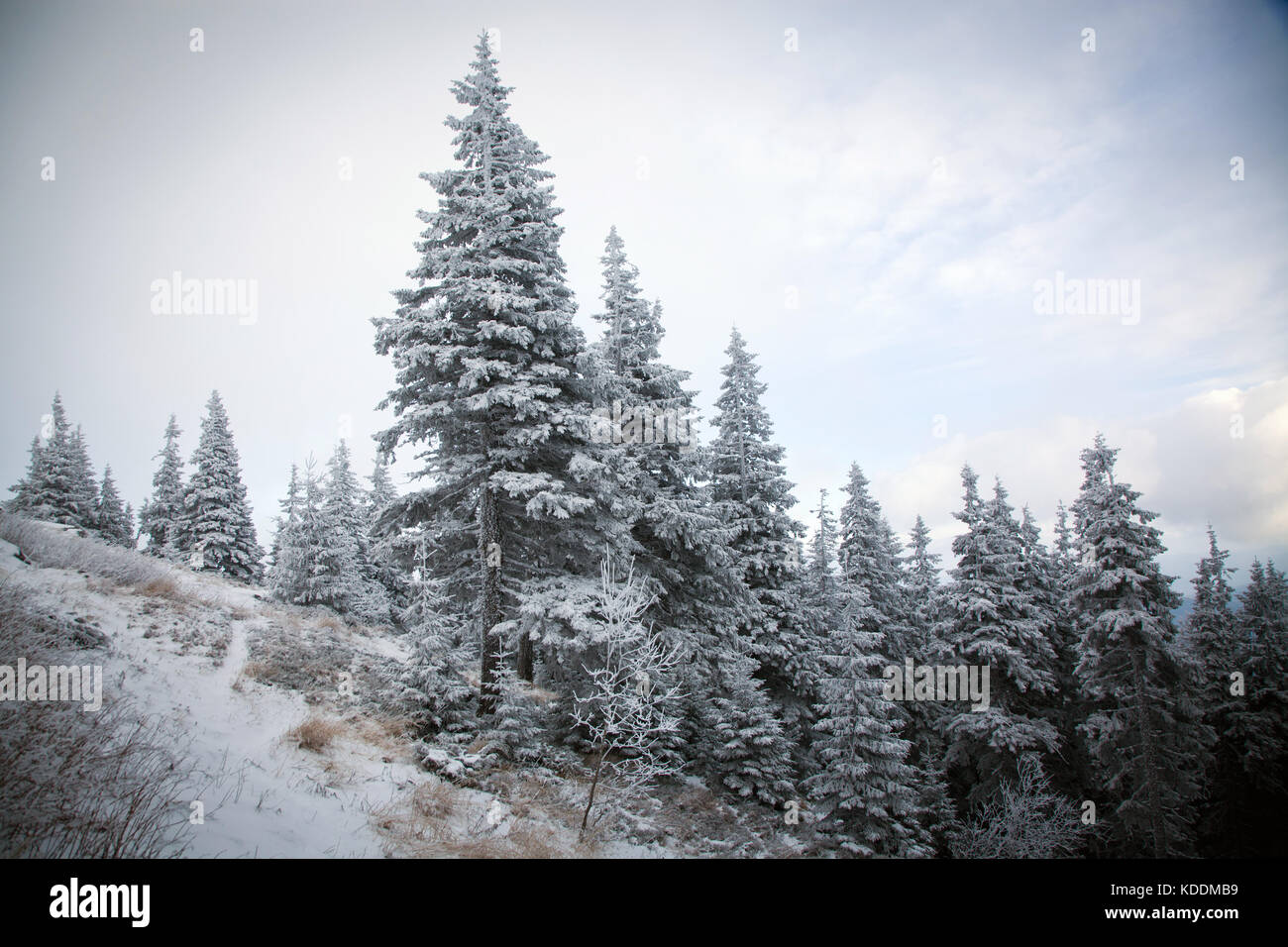 winter landscape with snowy fir trees in the mountains Stock Photo - Alamy