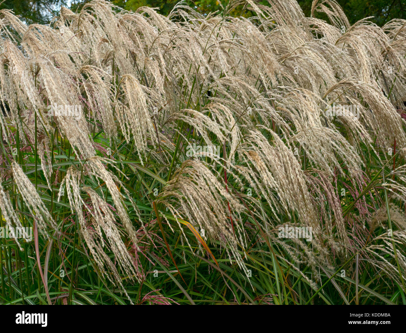 Miscanthus sinensis cascade Chinese silver grass Stock Photo