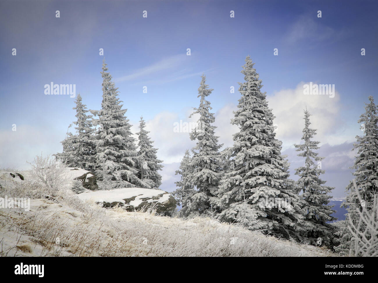 winter landscape with snowy fir trees in the mountains Stock Photo - Alamy