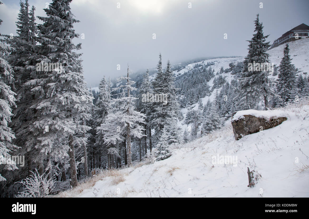 winter landscape with snowy fir trees in the mountains Stock Photo - Alamy