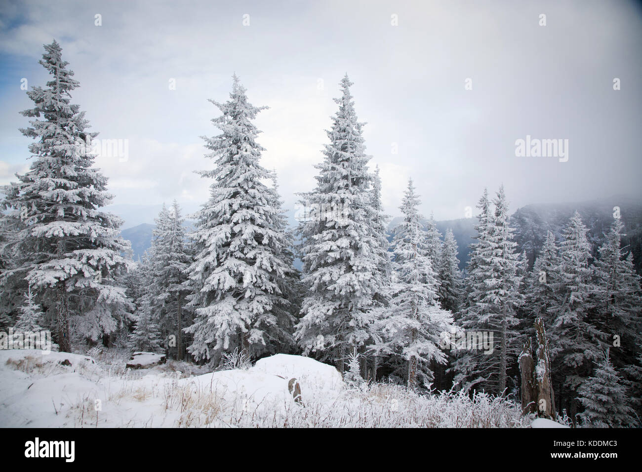 winter landscape with snowy fir trees in the mountains Stock Photo - Alamy