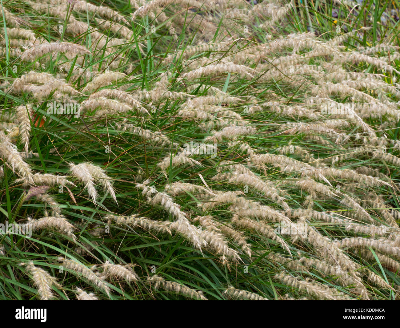 Pennisetum orientale oriental fountain grass Stock Photo