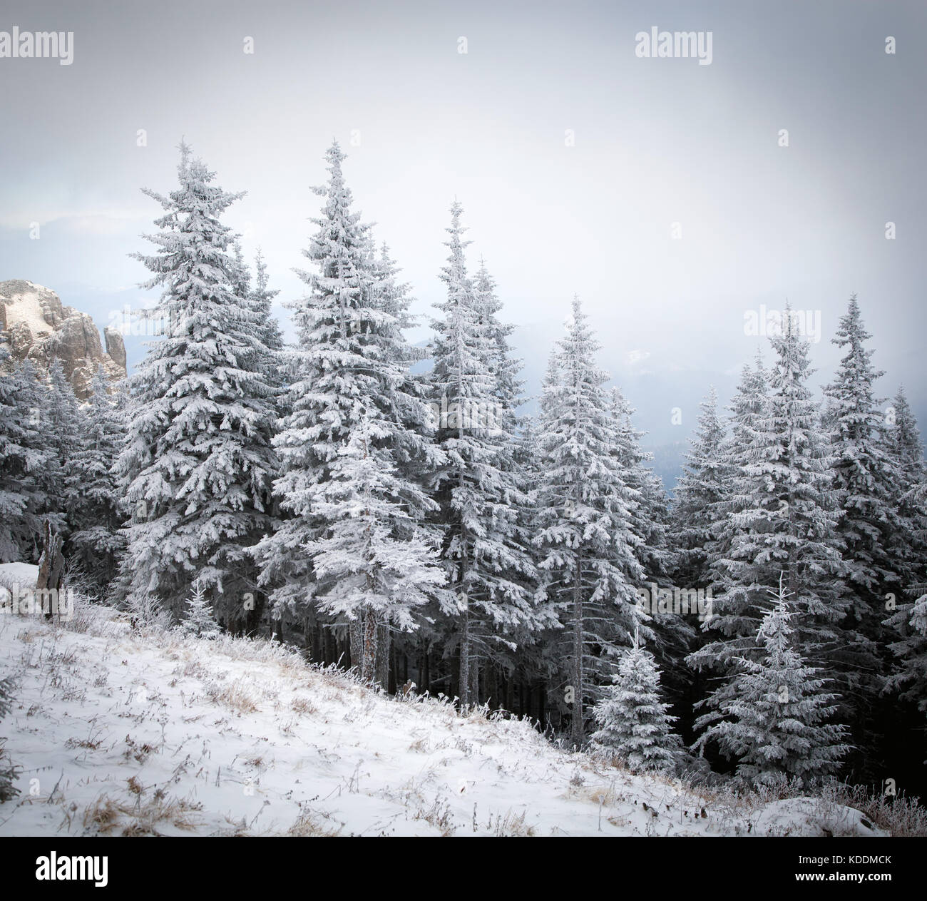 winter landscape with snowy fir trees in the mountains Stock Photo - Alamy