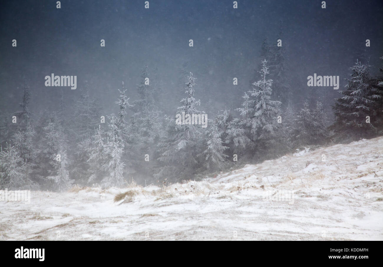 winter landscape with snowy fir trees in the mountains Stock Photo - Alamy