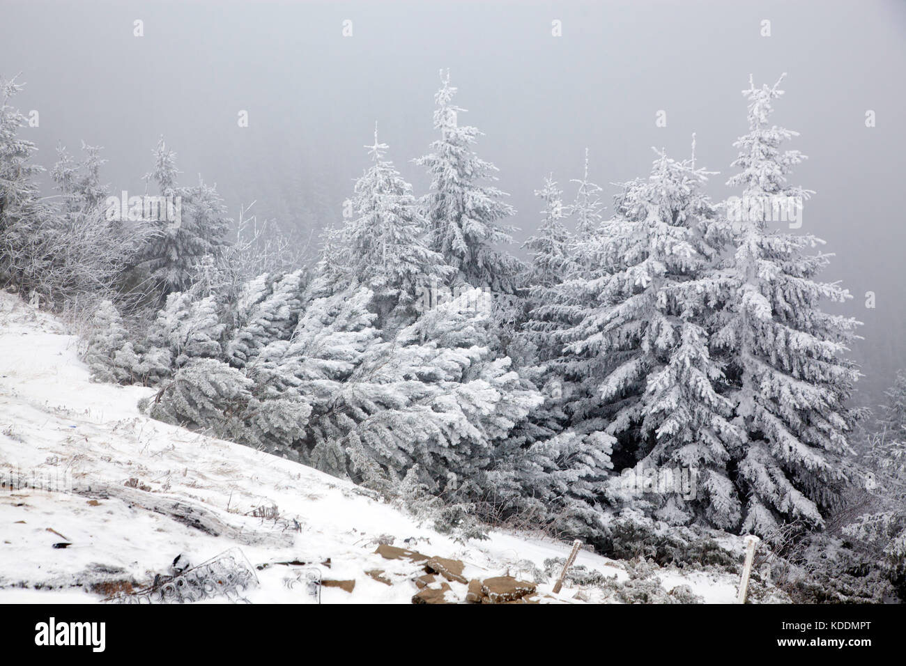 winter landscape with snowy fir trees in the mountains Stock Photo - Alamy