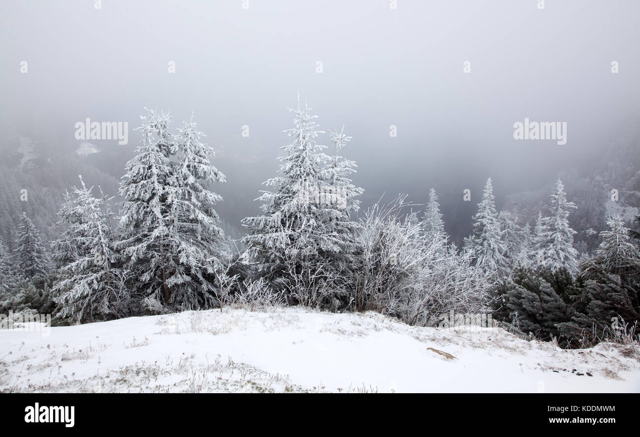 winter landscape with snowy fir trees in the mountains Stock Photo - Alamy