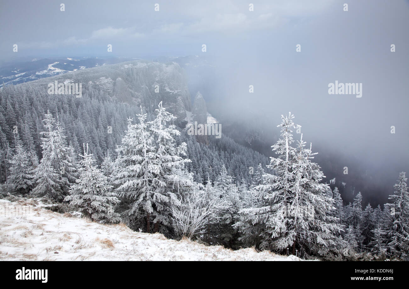 winter landscape with snowy fir trees in the mountains Stock Photo - Alamy
