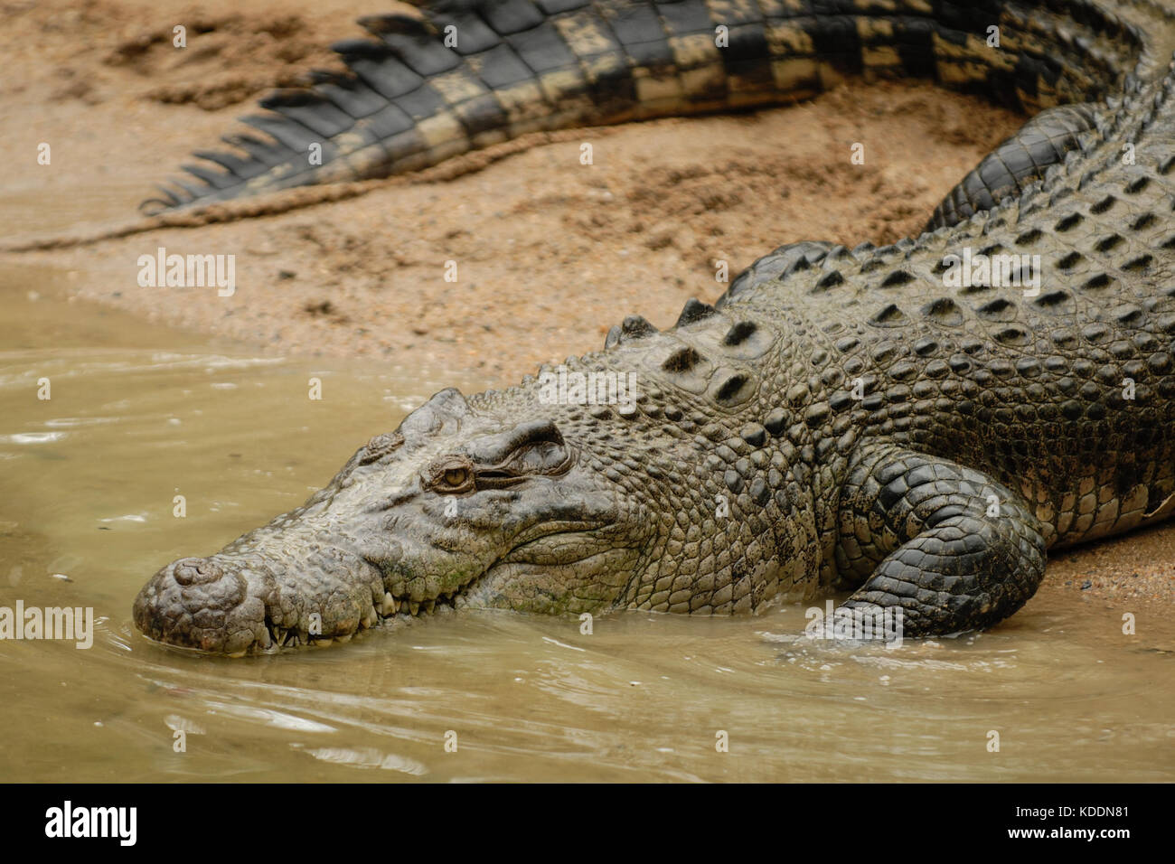 Natur, Australien, Queensland QLD, Wangetti, Hartley's Crocodile ...