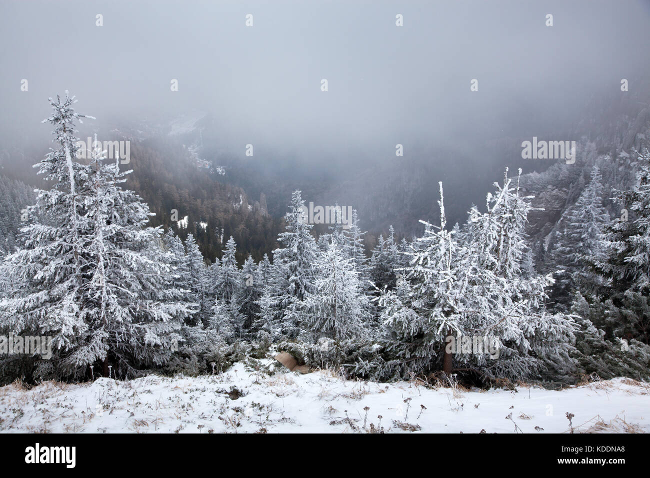 winter landscape with snowy fir trees in the mountains Stock Photo - Alamy