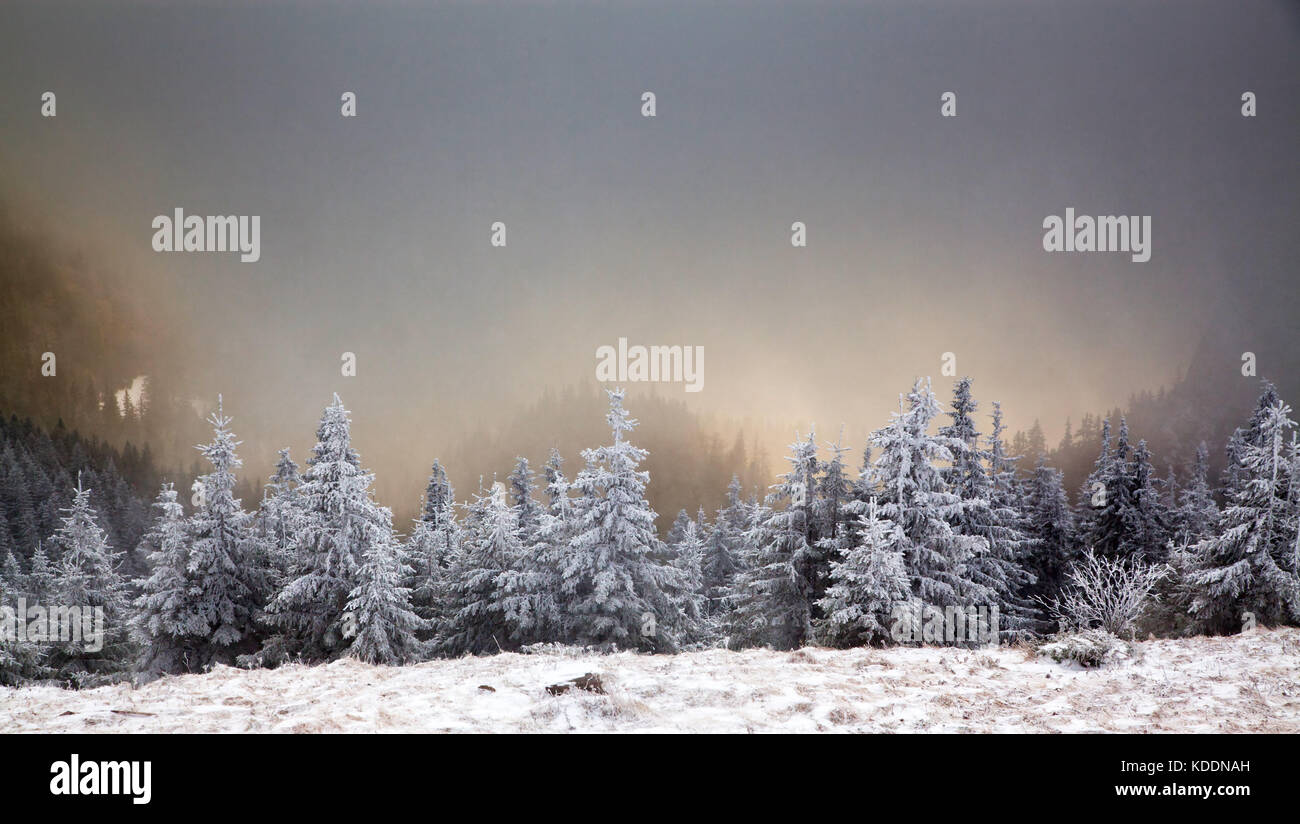 winter landscape with snowy fir trees in the mountains Stock Photo - Alamy