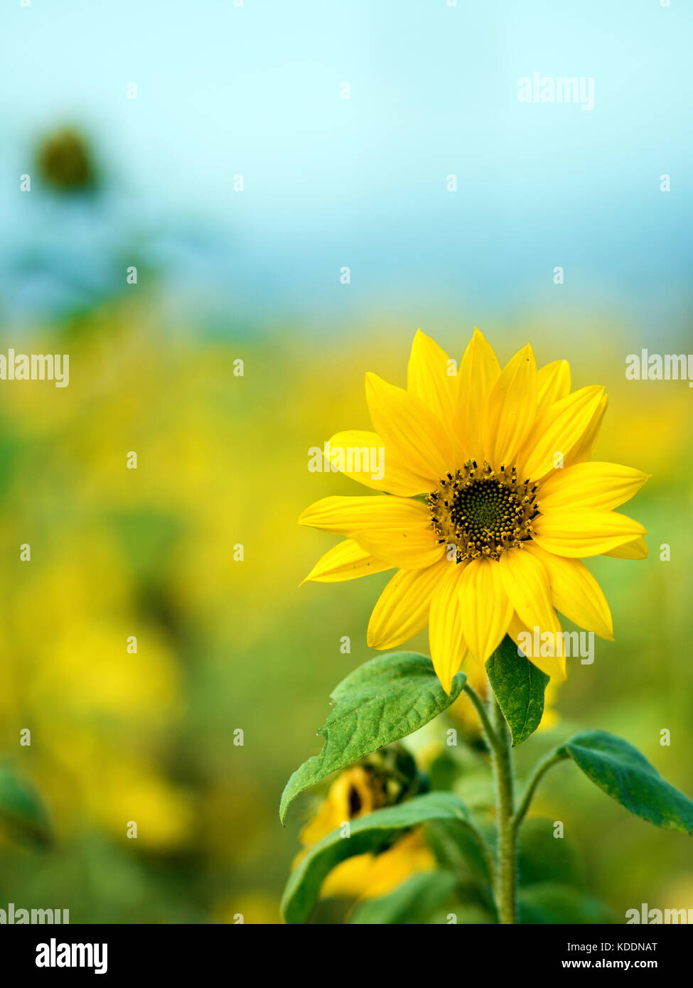 Sunflower close-up yellow, background Stock Photo