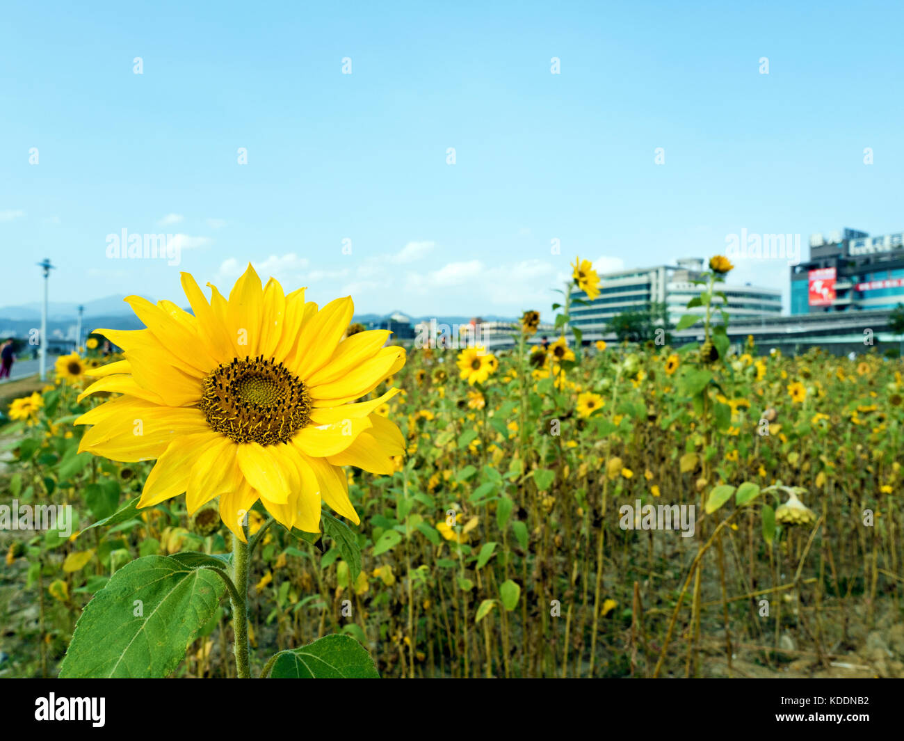 Sunflower close-up yellow, background Stock Photo