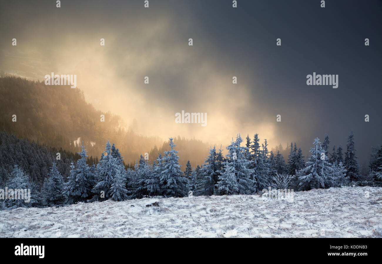 winter landscape with snowy fir trees in the mountains Stock Photo - Alamy