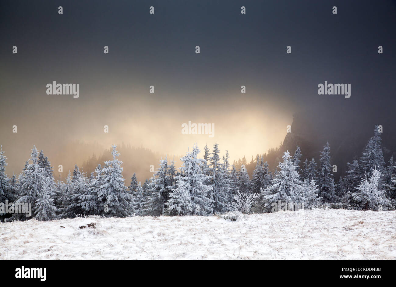 winter landscape with snowy fir trees in the mountains Stock Photo - Alamy