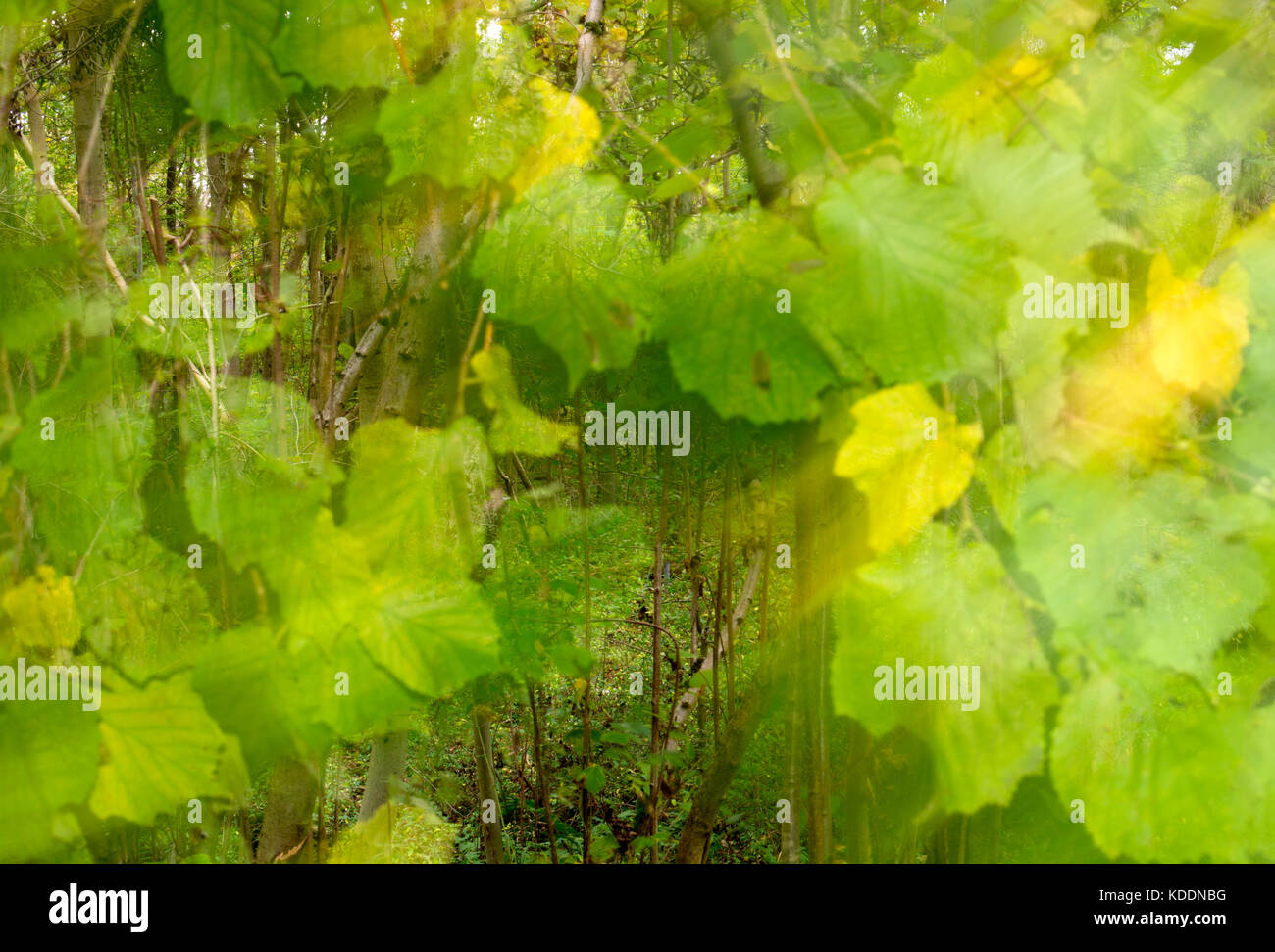 Leafy woodland hi-res stock photography and images - Alamy