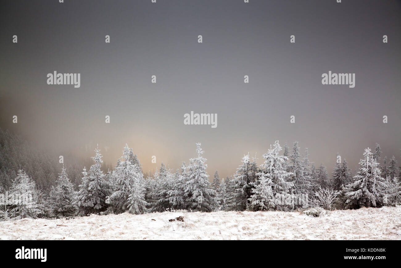 winter landscape with snowy fir trees in the mountains Stock Photo - Alamy