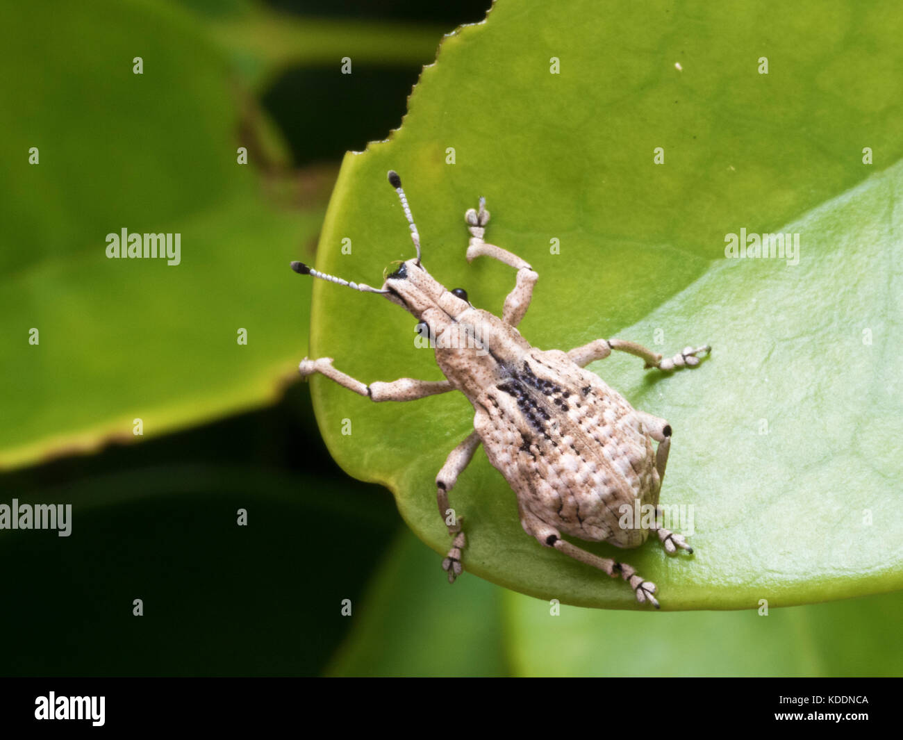 close shot of a weevil,Curculionidae Stock Photo