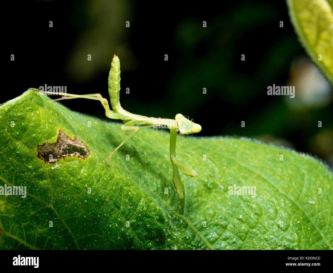 Young Praying Mantis, Mantis religiosa, on leaf Stock Photo