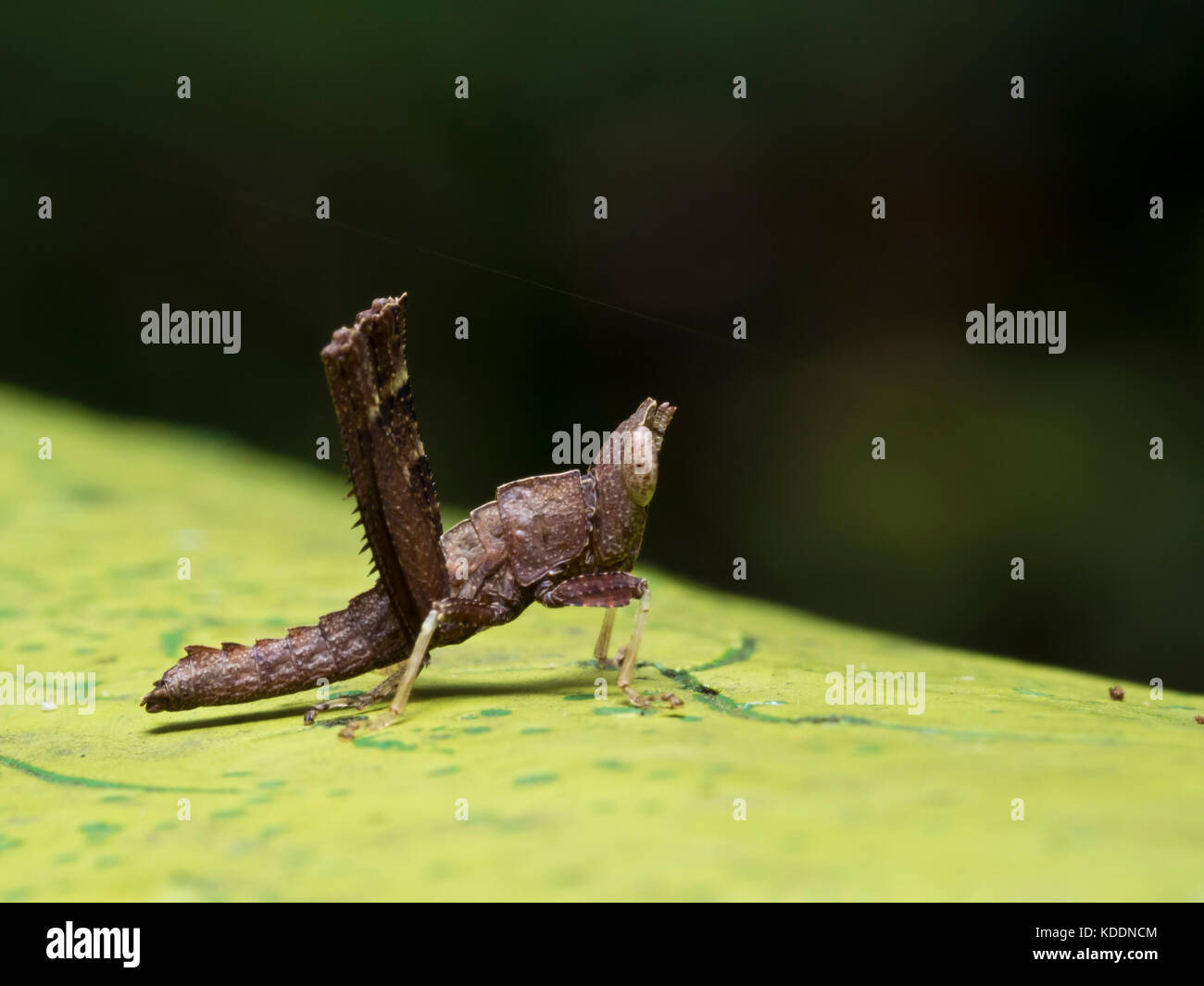 close view of young grasshopper,Erianthella formosana Stock Photo