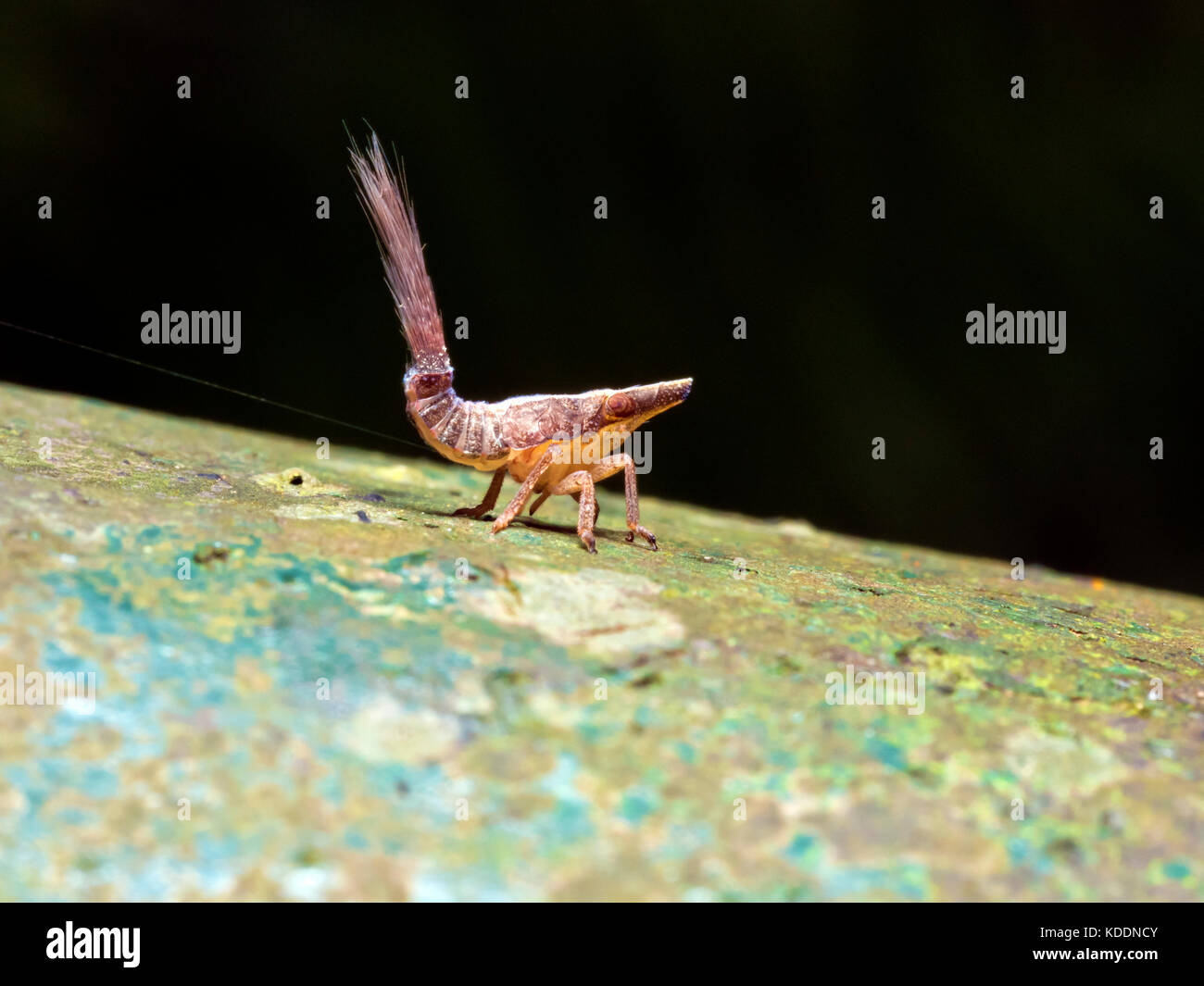 portrait of Issidae nymph,insect Stock Photo
