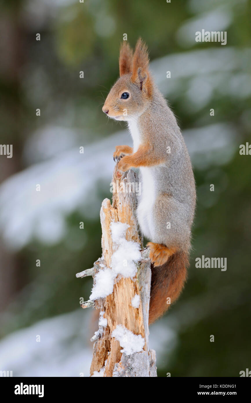 Red Squirrel / Europaeisches Eichhörnchen ( Sciurus vulgaris ) climbing high up on a tree, watching, looks funny, in winter, wildlife, Europe. Stock Photo