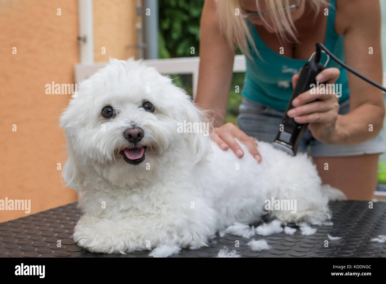 Groomer is grooming a white Bolognese dog by the electric razor. The