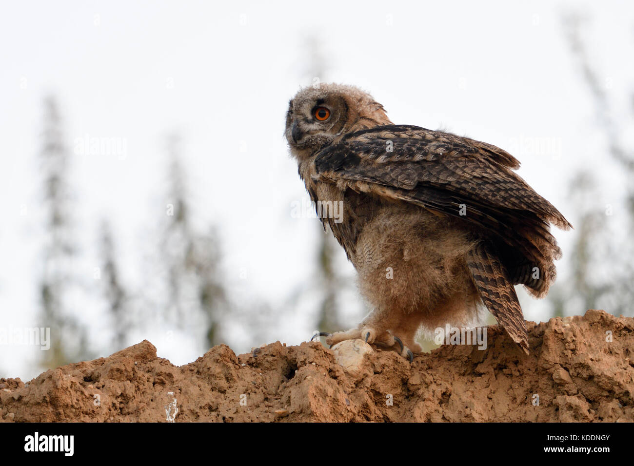Eurasian Eagle Owl / Europaeische Uhu ( Bubo bubo ), young, fledged, perched on the edge of a slope of a sandpit, at dusk, wildife, Europe. Stock Photo