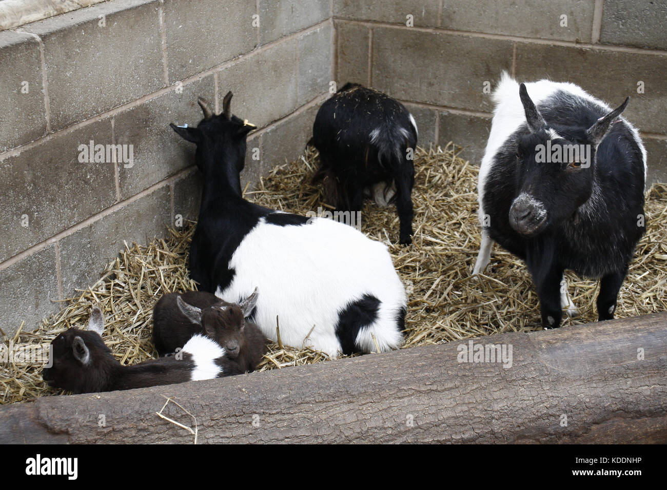 African pygmy goats, Blackpool Zoo, Blackpool, Lancashire, England Capra aegagrus hircus Stock Photo