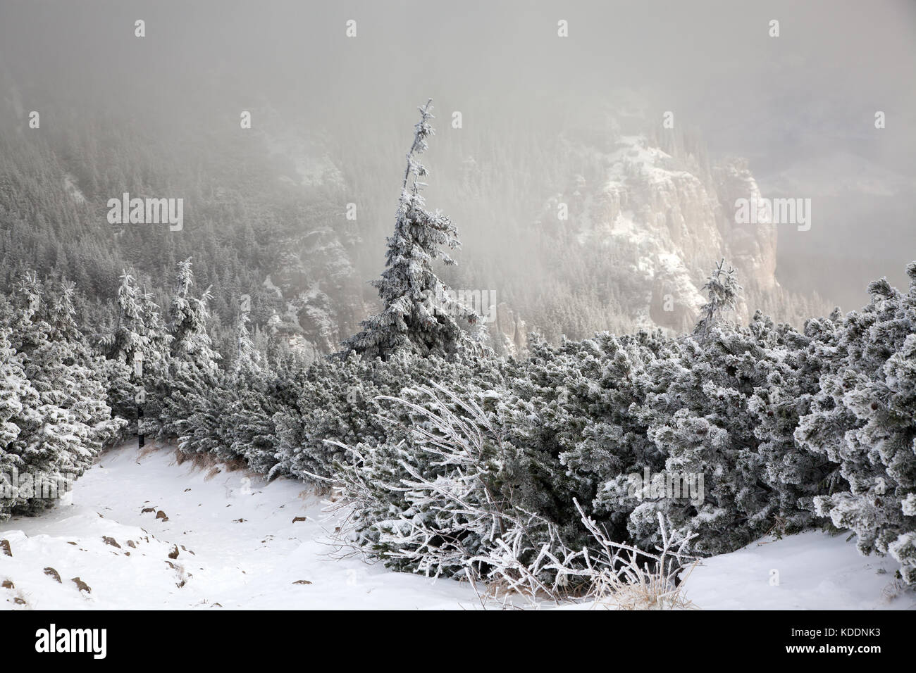 winter landscape with snowy fir trees in the mountains Stock Photo - Alamy