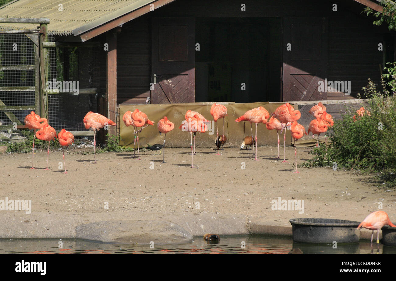 flamingoes in front of shed, Blackpool Zoo, Blackpool, Lancashire, England Phoenicopterus Stock Photo