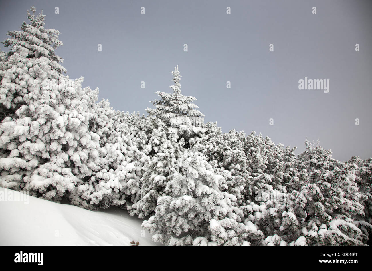 winter landscape with snowy fir trees in the mountains Stock Photo - Alamy